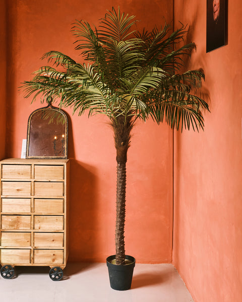 Fern Palm - Medium
