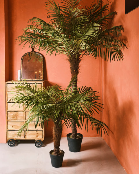 Fern Palm - Medium
