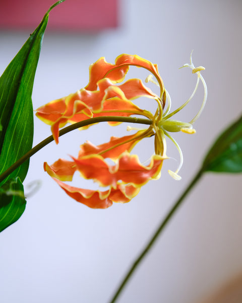 Artificial Flower - Flame Lily (Tall)