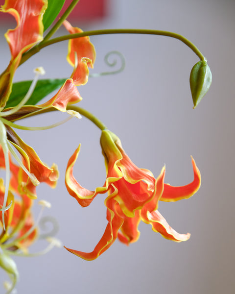 Artificial Flower - Flame Lily (Tall)