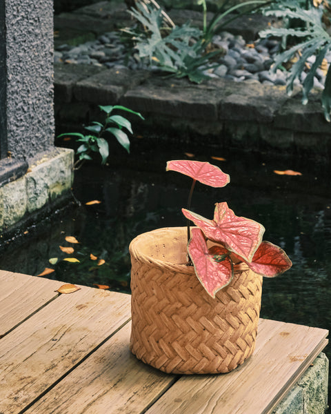 Herringbone Weave Rattan Printed Clay Plant Pot - Medium