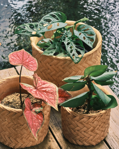 Herringbone Weave Rattan Printed Clay Plant Pot - Medium