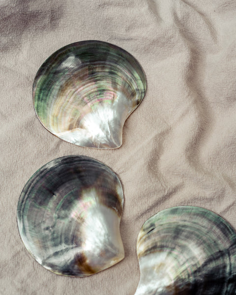 Shoreline Shell