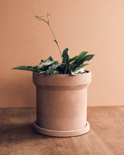 Mario Plant Pot